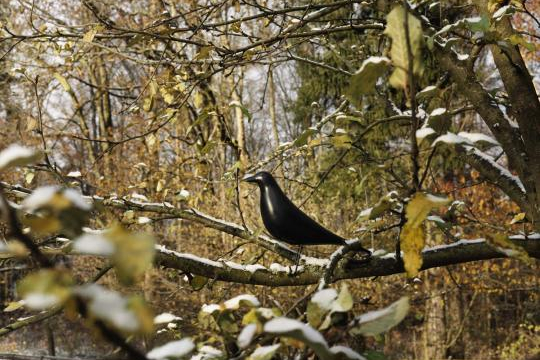 Eames House Bird